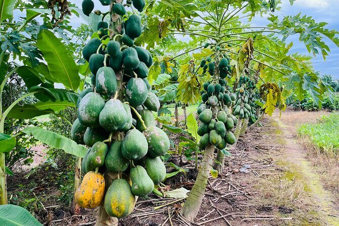 Hanoi Jeep Tour: History, Culture, Sight & Train St. by Army Jeep - The Itinerary Breakdown: What to Expect