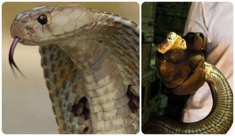 hanoi-le-mat-snake-village-tour-with-10-dishes