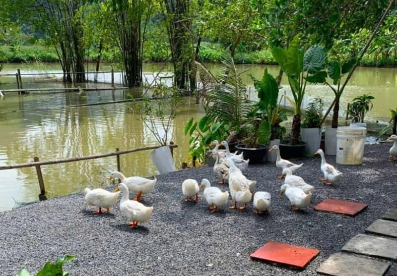 Hanoi: Scenic 1-Day Motorbike to Ninh Binhs Hidden Gems - Key Points