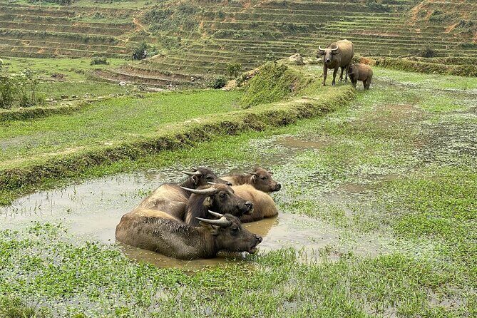 Hanoi to Sapa: 2-Day Trekking Adventure with Overnight Homestay - FAQs