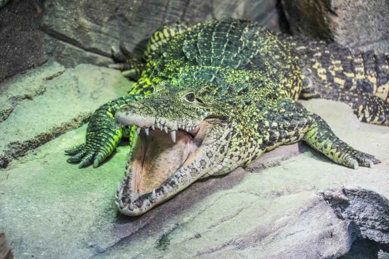 hanover-sea-life-entry-ticket