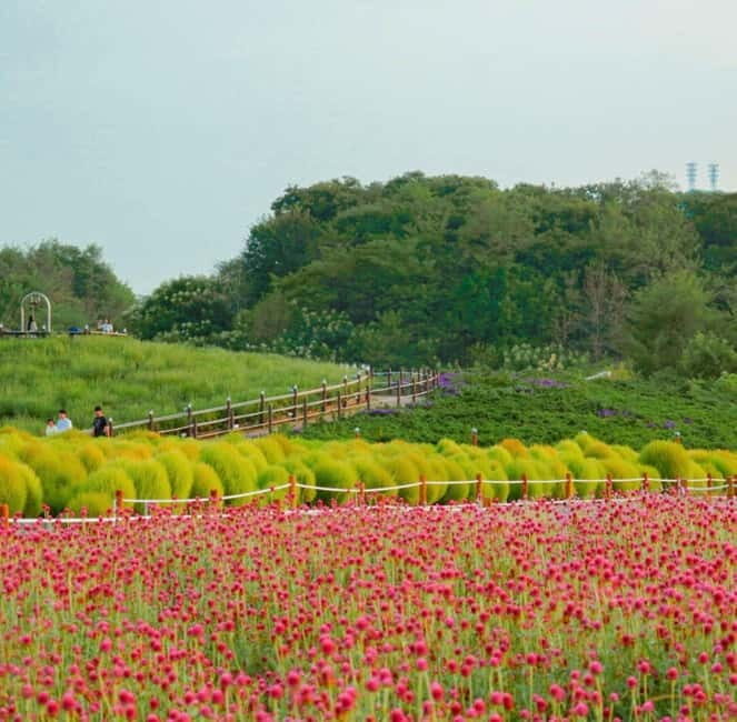 Hantan Canyon & Goseokjeong Flower Garden & Pink Muhly Park - Frequently Asked Questions