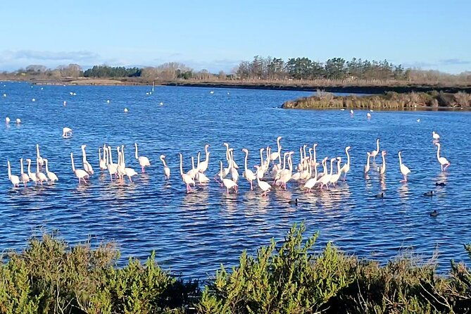 happy-camargue-tour-an-immersion-by-bike-and-scooter