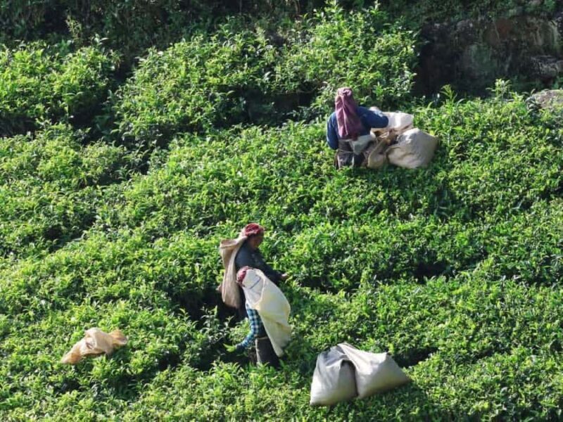 Haputale Day Tour by Tuk Tuk - Nature & Culture - Key Points