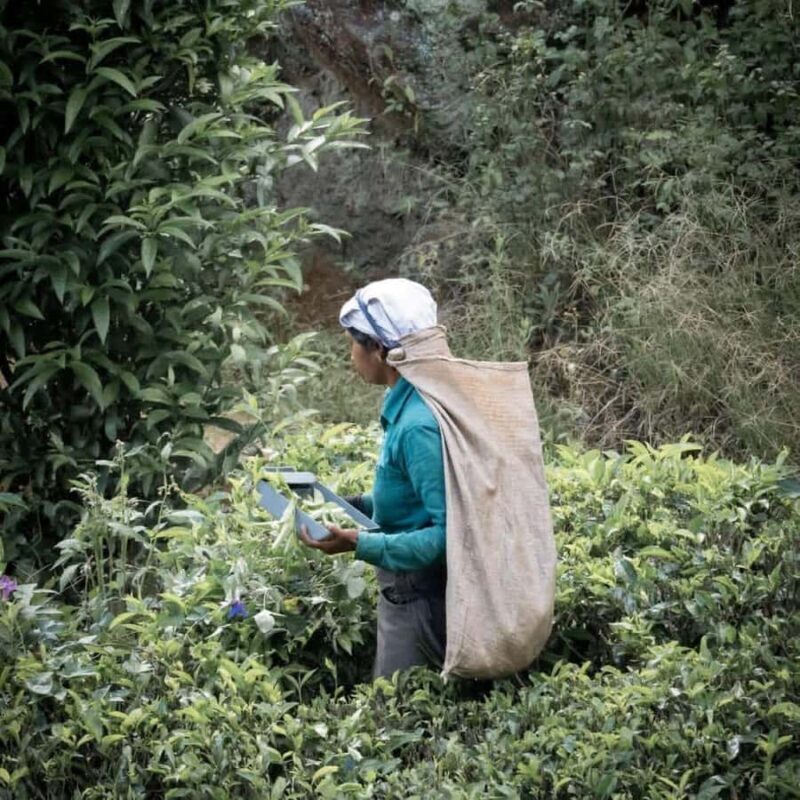 Haputale Day Tour by Tuk Tuk - Nature & Culture - A Deep Dive into the Haputale Day Tour