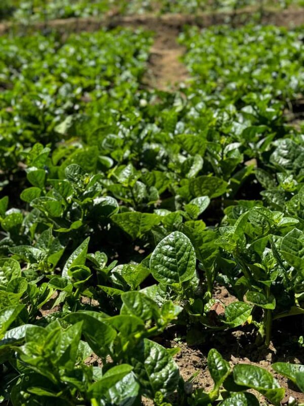 Haputale: Ella Rock Sunrise Hike with Hotel Pickup - The Experience in Detail