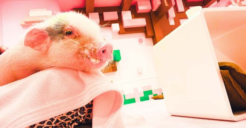 harajuku-blend-of-tradition-pop-culture-for-family-tour