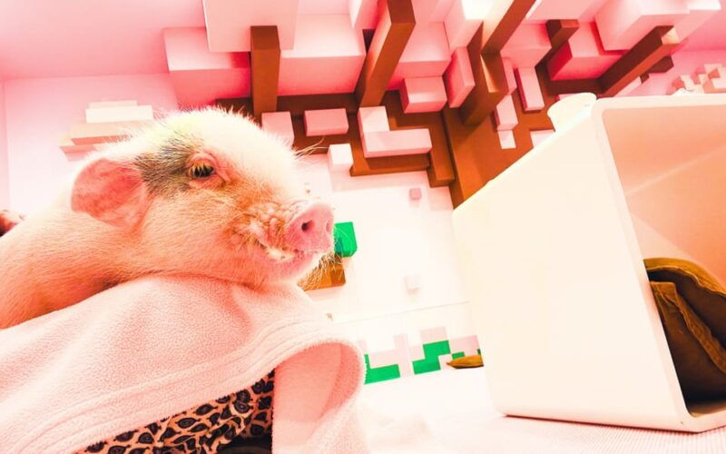 harajuku-blend-of-tradition-pop-culture-for-family-tour