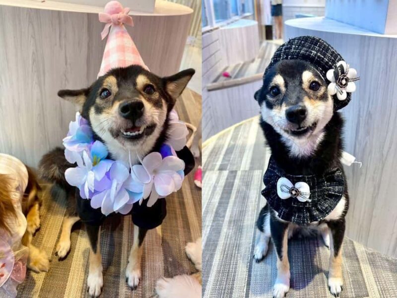 Harajuku: Heartwarming Dog Interaction in Inucafe Rio - Key Points