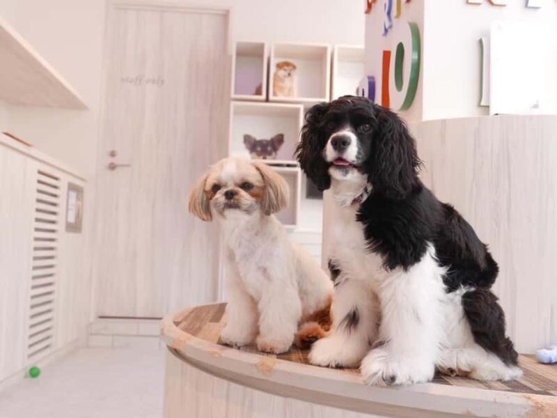 Harajuku: Heartwarming Dog Interaction in Inucafe Rio - What Is Inucafe Rio All About?
