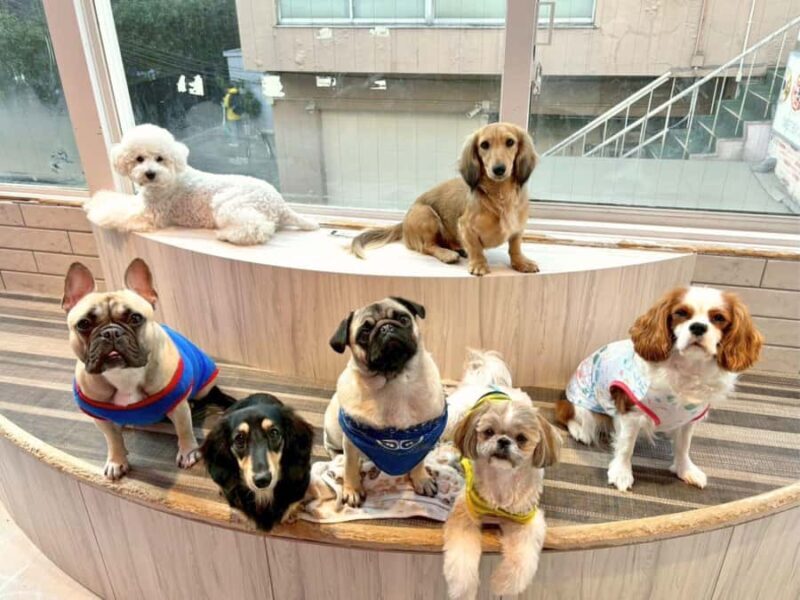 Harajuku: Heartwarming Dog Interaction in Inucafe Rio - The Practical Details