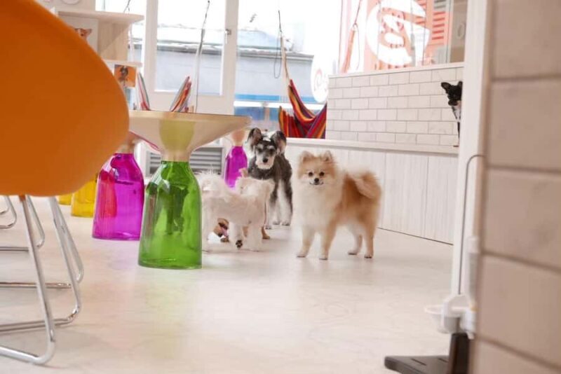 Harajuku: Heartwarming Dog Interaction in Inucafe Rio - Is This Worth It?