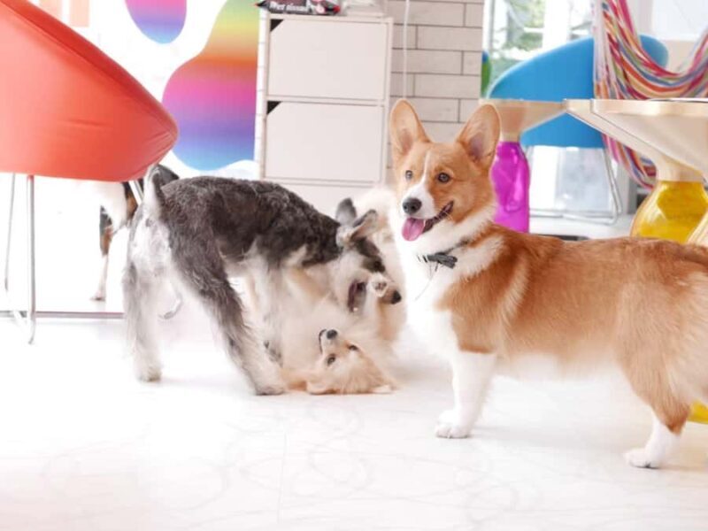 Harajuku: Heartwarming Dog Interaction in Inucafe Rio - Who Would Enjoy This Experience?