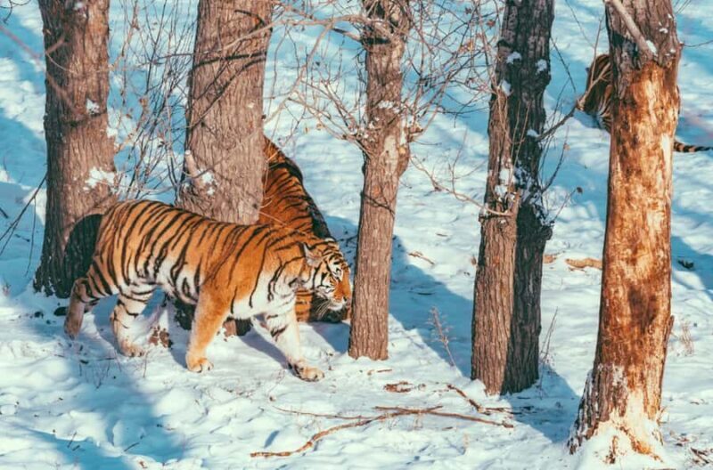 Harbin:Songhua River Cableway Round-Trip entry (Opt - Who Should Consider This Tour?