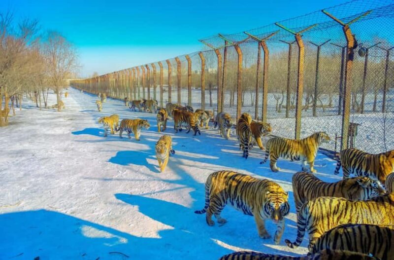 Harbin:Songhua River Cableway Round-Trip entry (Opt - FAQ