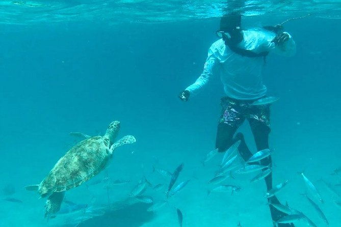 harbour-lights-chair-turtle-shipwreck-snorkel-tour1030-130pm