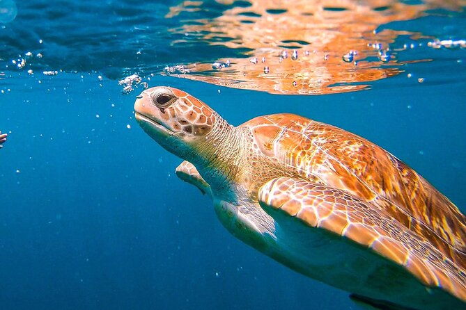 harbour-lights-chair-turtle-shipwreck-snorkel-tour1030-130pm