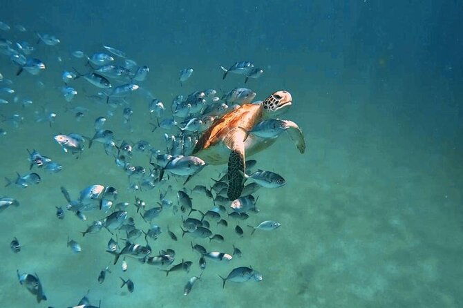 harbour-lights-chair-turtle-shipwreck-snorkel-tour1030-130pm