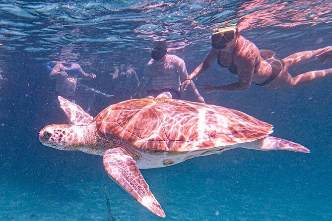 harbour-lights-chair-turtle-shipwreck-snorkel-tour1030-130pm