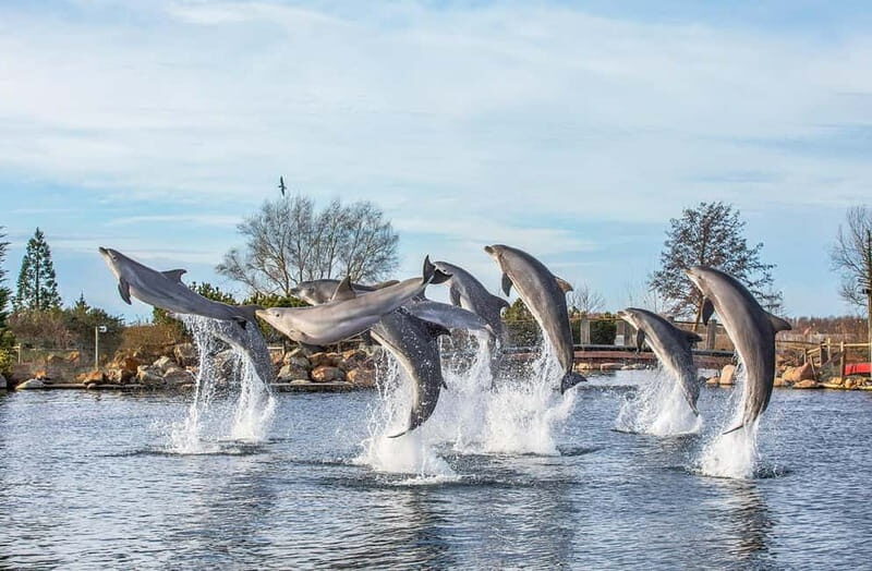 Harderwijk: Dolfinarium Entry Ticket - Discovering the Dolfinarium in Gelderland: A Marine Adventure for All