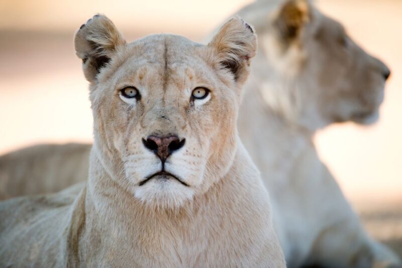 Hartbeespoort: Lion and Safari Park Tour - What to Expect During Your Safari Experience