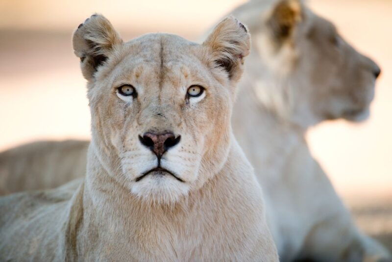 hartbeespoort-lion-and-safari-park-tour