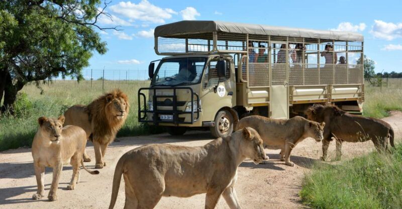 Hartbeespoort: Predator Safari with a Guide - Key Points