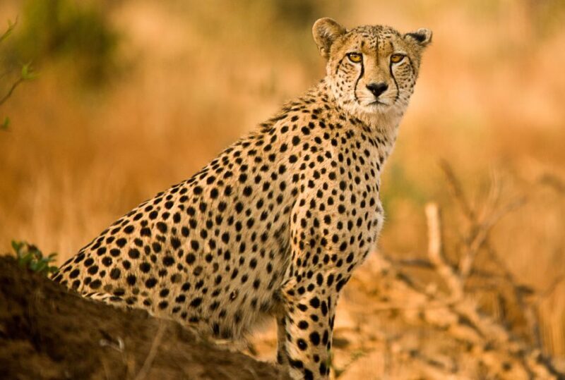 Hartbeespoort: Predator Safari with a Guide - What to Expect from the Hartbeespoort Predator Safari