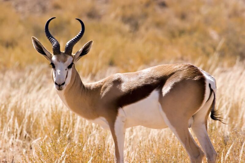 Hartbeespoort: Predator Safari with a Guide - Authentic Reviewer Insights
