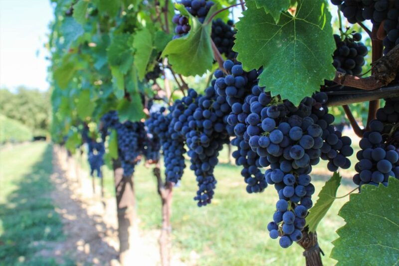 Harvest, Stomping & Tours - About Your Stay