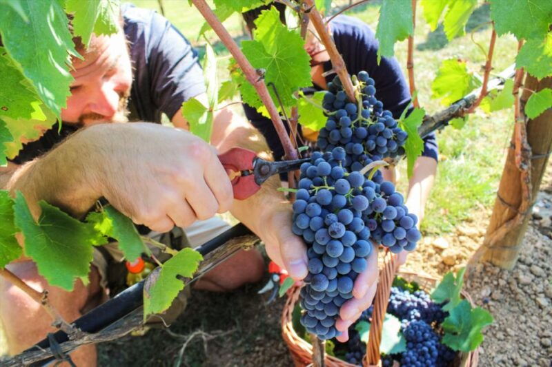 Harvest, Stomping & Tours - Insights From Winemaking Experts