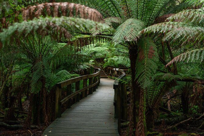 Hastings Caves, Tahune Airwalk and the Huon Tasting Trail - Considerations