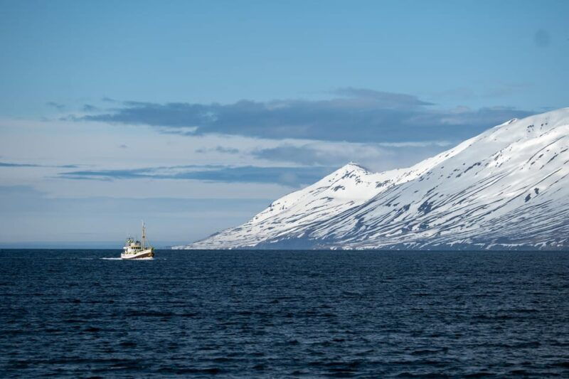 hauganes-whale-watching-north-iceland