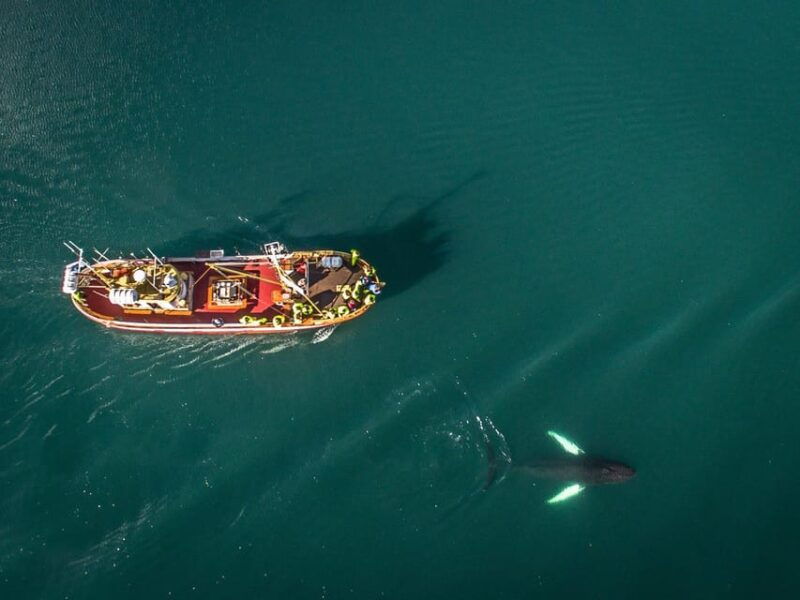 hauganes-whale-watching-north-iceland