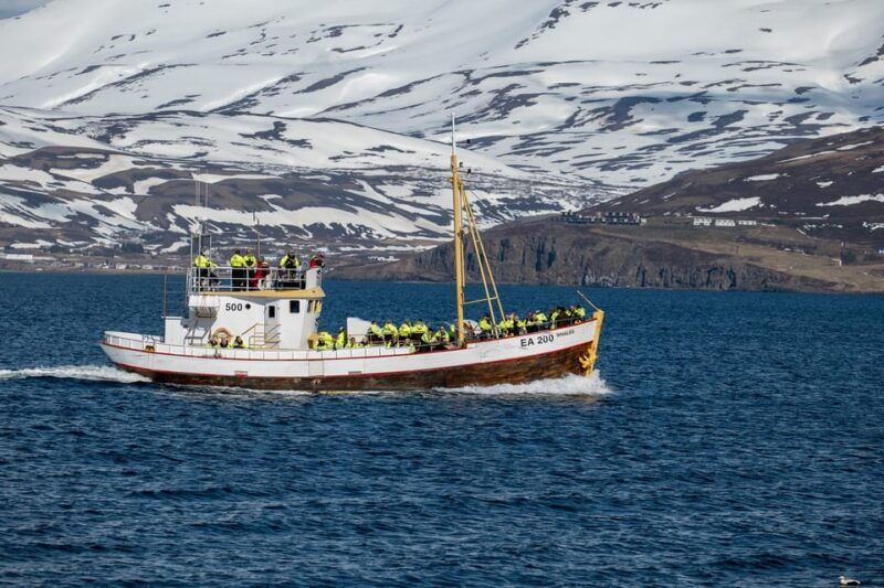 hauganes-whale-watching-north-iceland