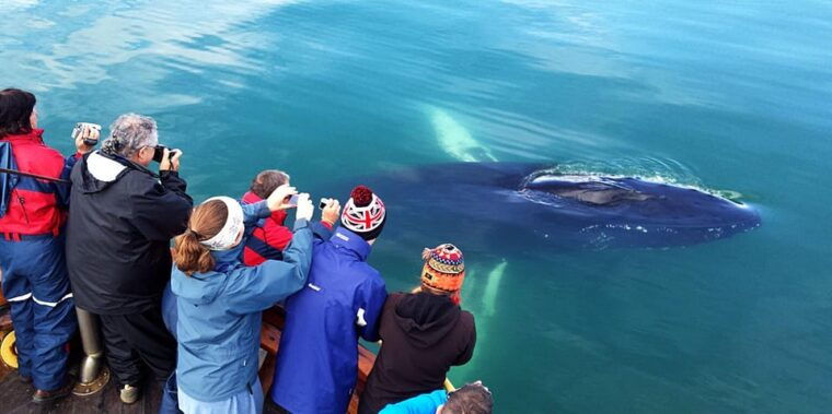 hauganes-whale-watching-north-iceland
