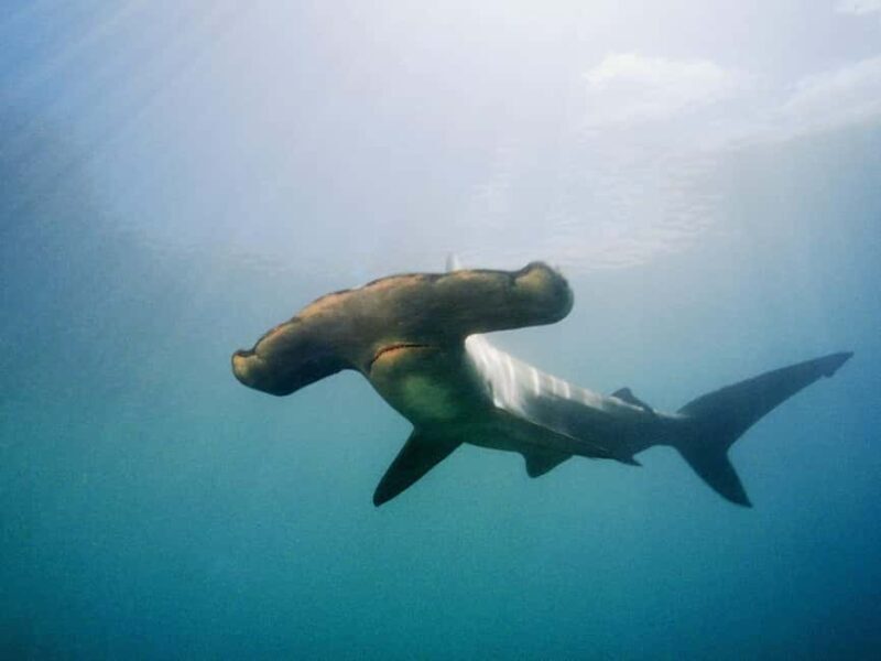 Hauraki Gulf: Hammerhead Experience Dive Charter - Hauraki Gulf: Hammerhead Experience Dive Charter — A Deep Dive into Marine Wonders