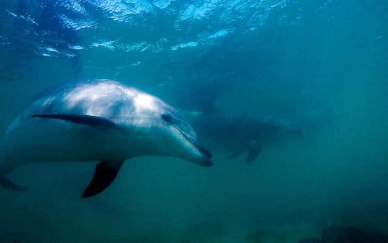 Hauraki Gulf: Hammerhead Experience Dive Charter - The Itinerary Breakdown