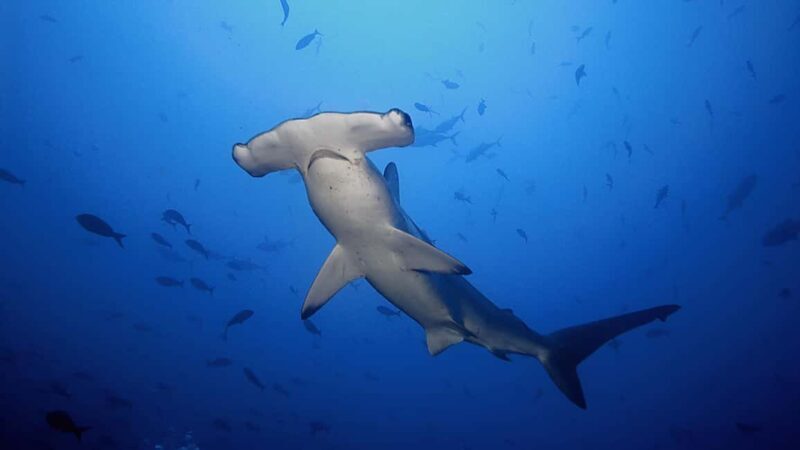 Hauraki Gulf: Hammerhead Experience Dive Charter - The Value of This Experience