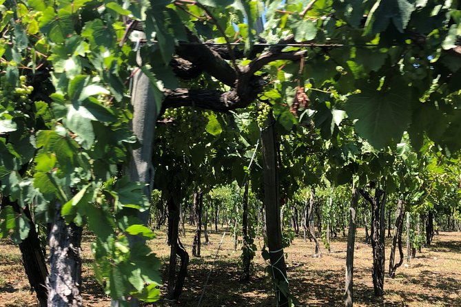 have-a-cooking-lesson-with-a-local-chef-at-the-base-of-mt-vesuvius-vineyard