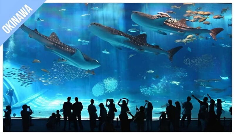 Have Fun in OKINAWA Pass (1 Week Free Pass) - What You Can Expect from the Okinawa Pass Experience