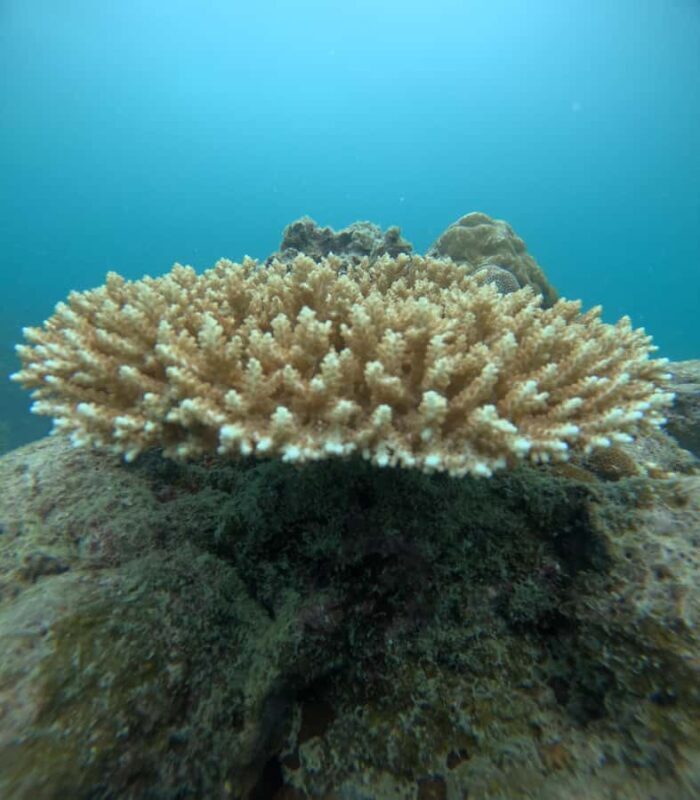 Havelock Island: Tribe Gate Guided Snorkeling Tour - An In-Depth Look at the Tribe Gate Snorkeling Experience