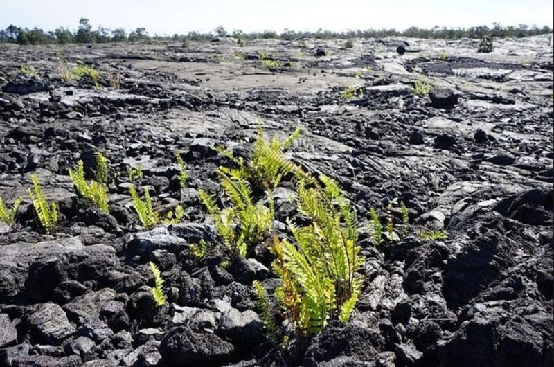 hawaii-hilo-volcano-day-tour-from-oahu-island-and-pick-up-2