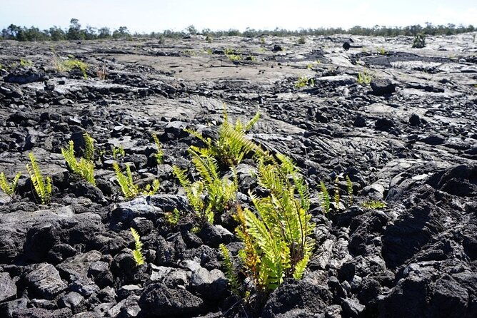 hawaii-hilo-volcano-day-tour-from-oahu-island-and-pick-up
