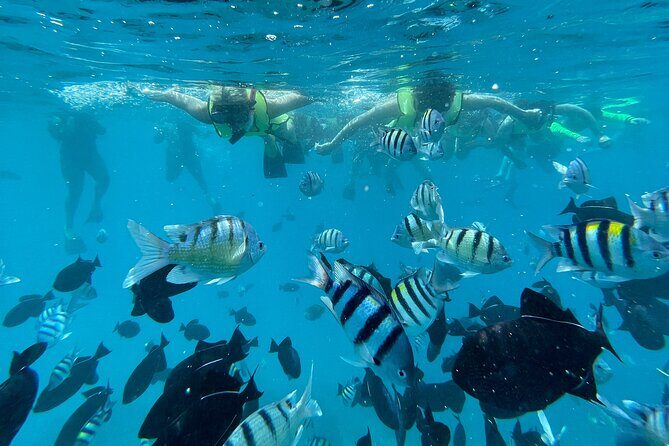 Hawaii Snorkeling with Turtles Boat Tour in Waikiki - The Scenic Cruise Back