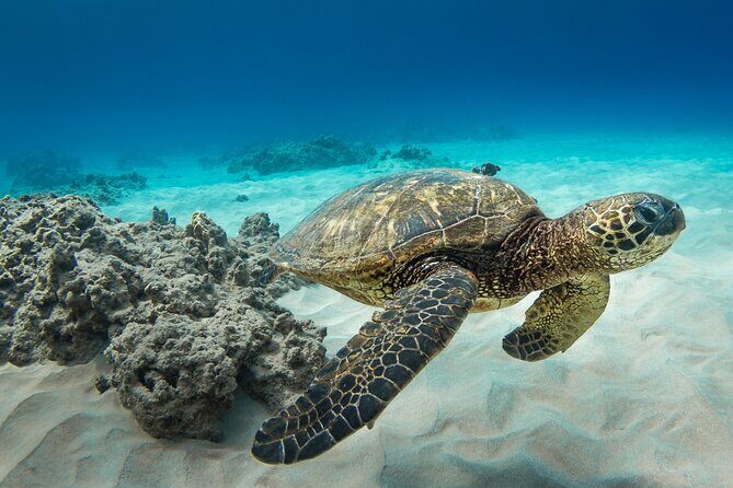 Hawaii Snorkeling with Turtles Boat Tour in Waikiki - Why This Tour Works for You