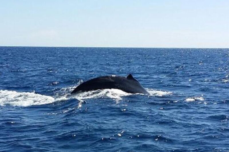 Hawaii: Waikoloa Whale Watch - An Honest Look at the Waikoloa Whale Watch Experience