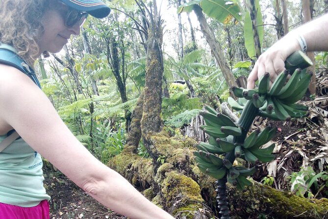 hawaiian-rainforest-banana-cultivation-experience