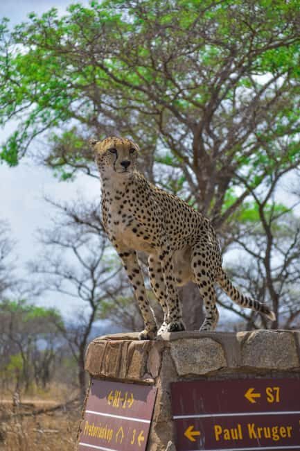 Hazyview: Kruger National Park Full-Day Safari - Introduction to the Tour