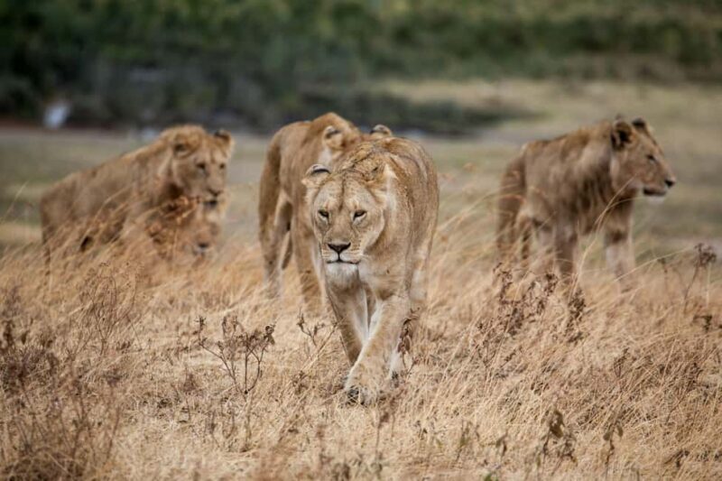 Hazyview: Kruger National Park Full-Day Safari - How the Tour Is Priced and What You Get